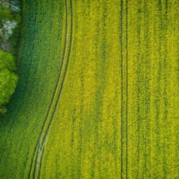 Informacija dėl sutikimo laikinai naudotis valstybine žeme