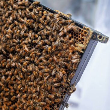 Bičių laikytojų dėmesiui