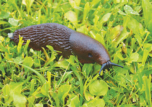 Featured image for article: Rudenį – naujas invazinių rūšių naikinimo kvietimas: organizuojama nuotolinė konsultacija